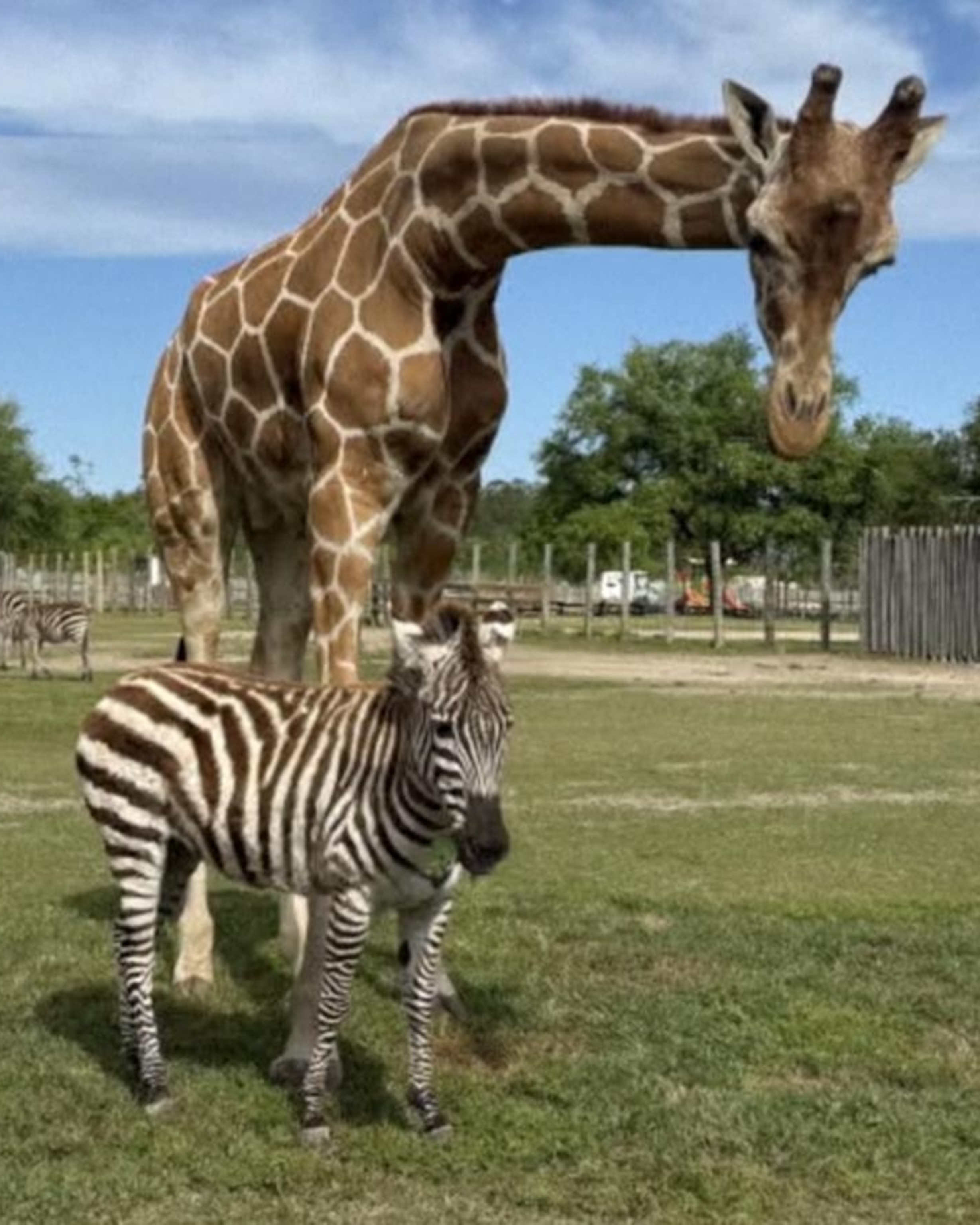Video 'Very unique': Giraffe and zebra are BFFs - ABC News