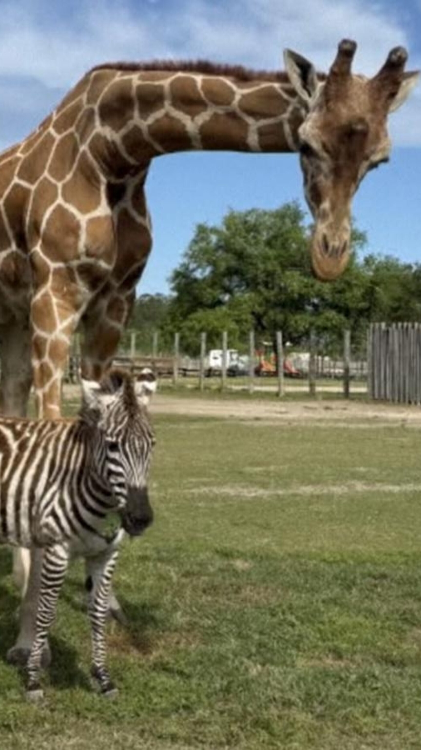 Video 'Very unique': Giraffe and zebra are BFFs - ABC News