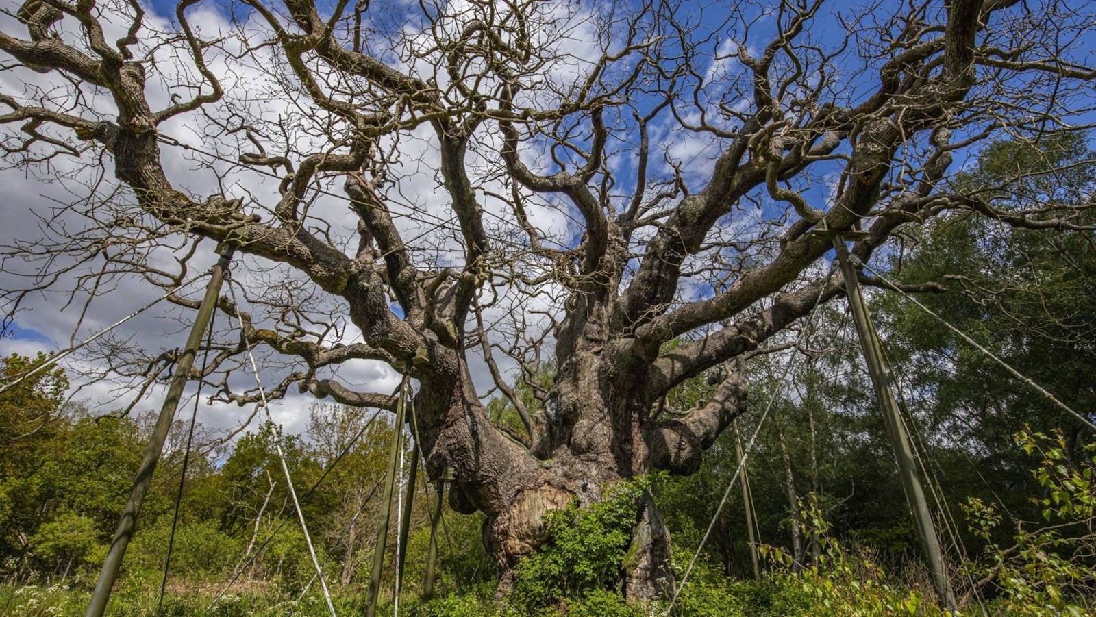 Thousand-year-old ancient oak tree tied to 'Robin Hood' has died, charity says