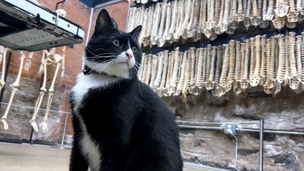 WATCH:  Cat lands museum security job