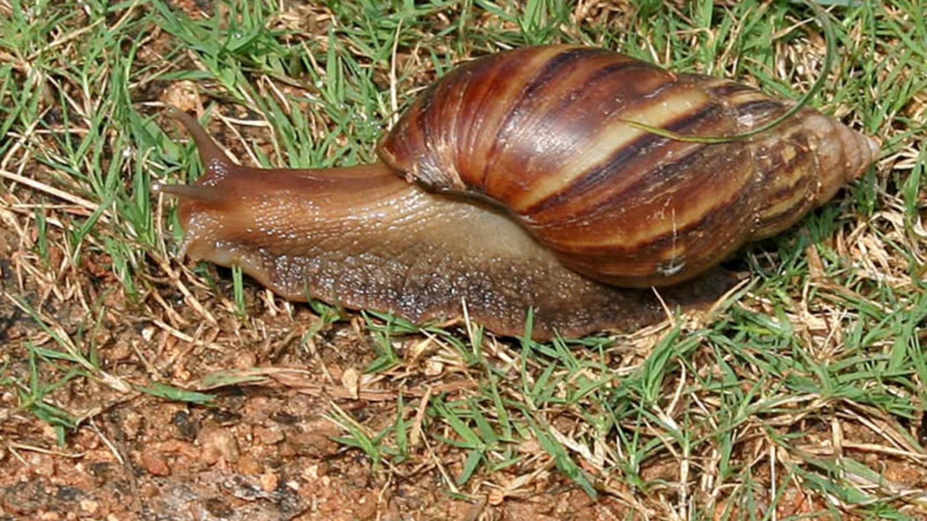 90 giant African land snails found in passenger's bag at Detroit
