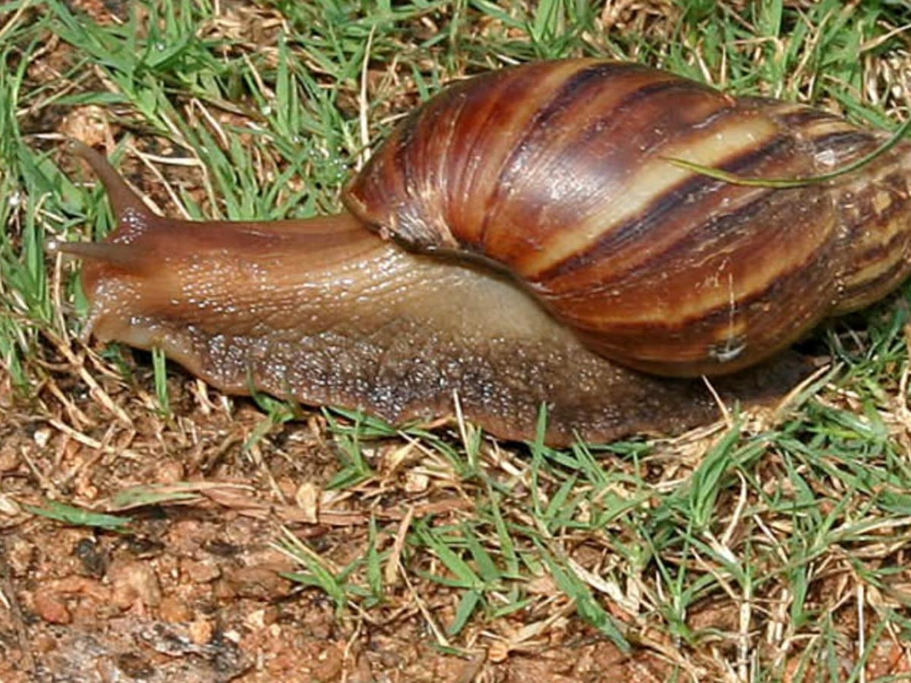 90 giant African land snails found in passenger's bag at Detroit