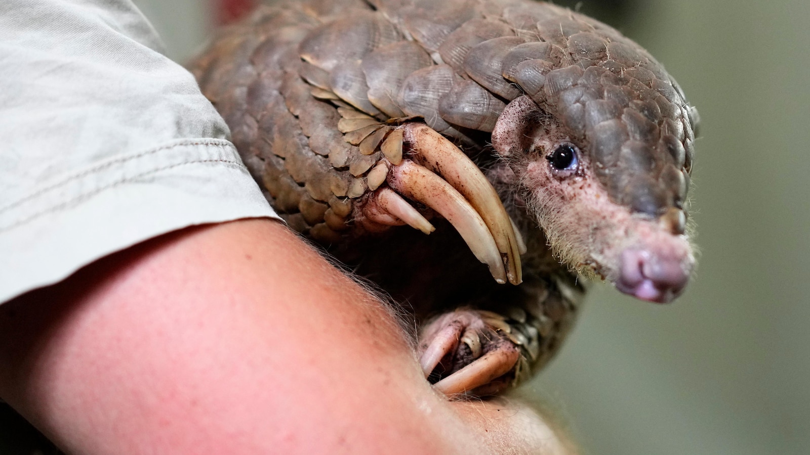 These shy, scaly anteaters are the most trafficked mammals in the world