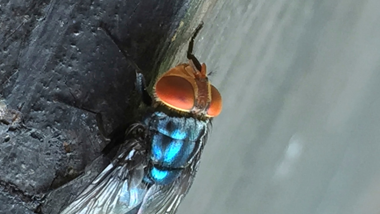 Two more Texas screwworm infections found in anima