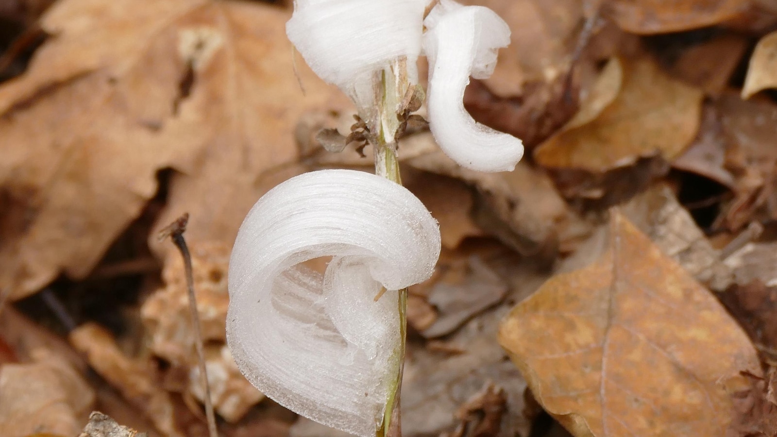 First major cold spell brings magical icy blooms known as frost flowers