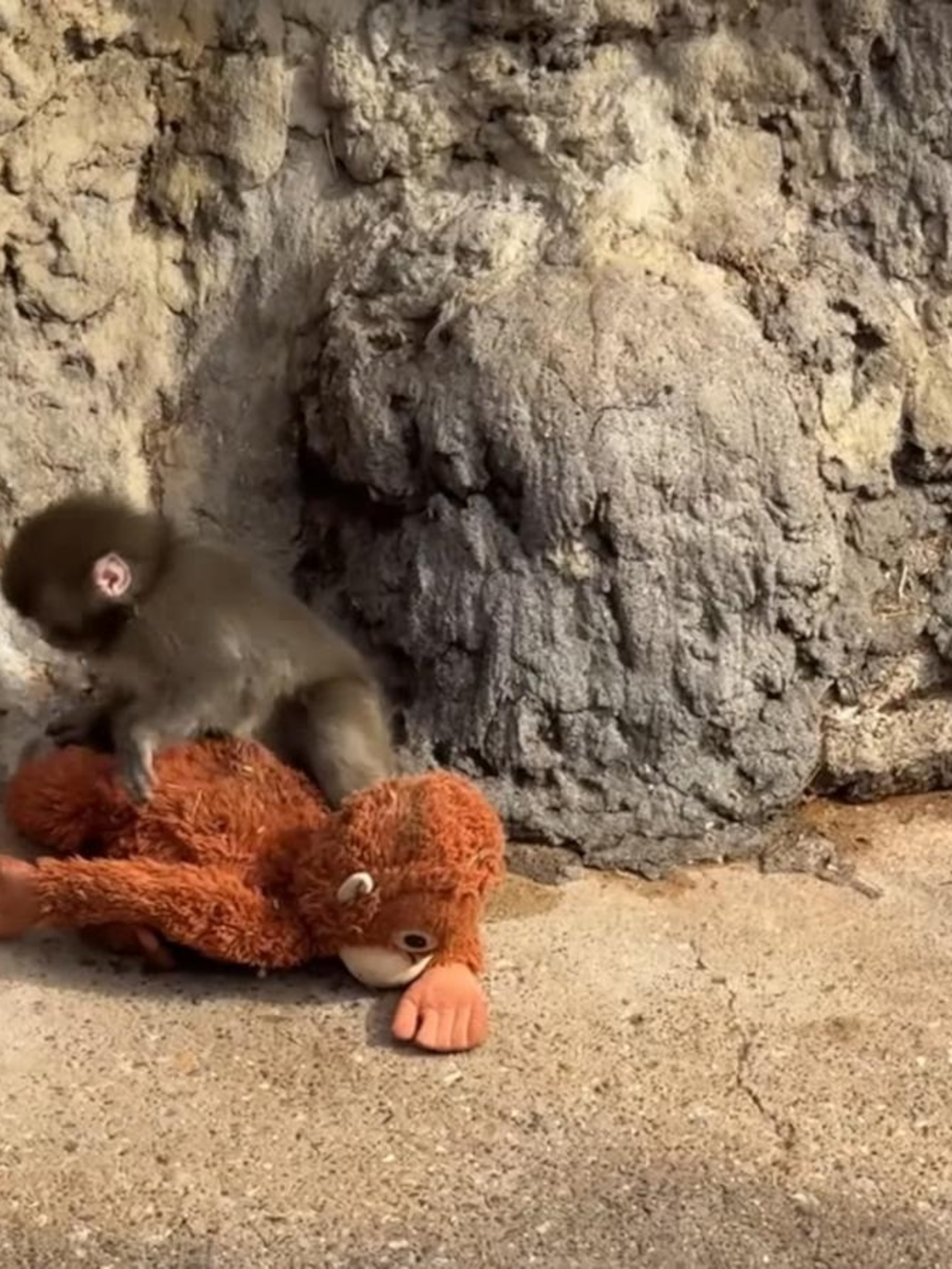 Video David Muir shares Punch the monkey update and the American