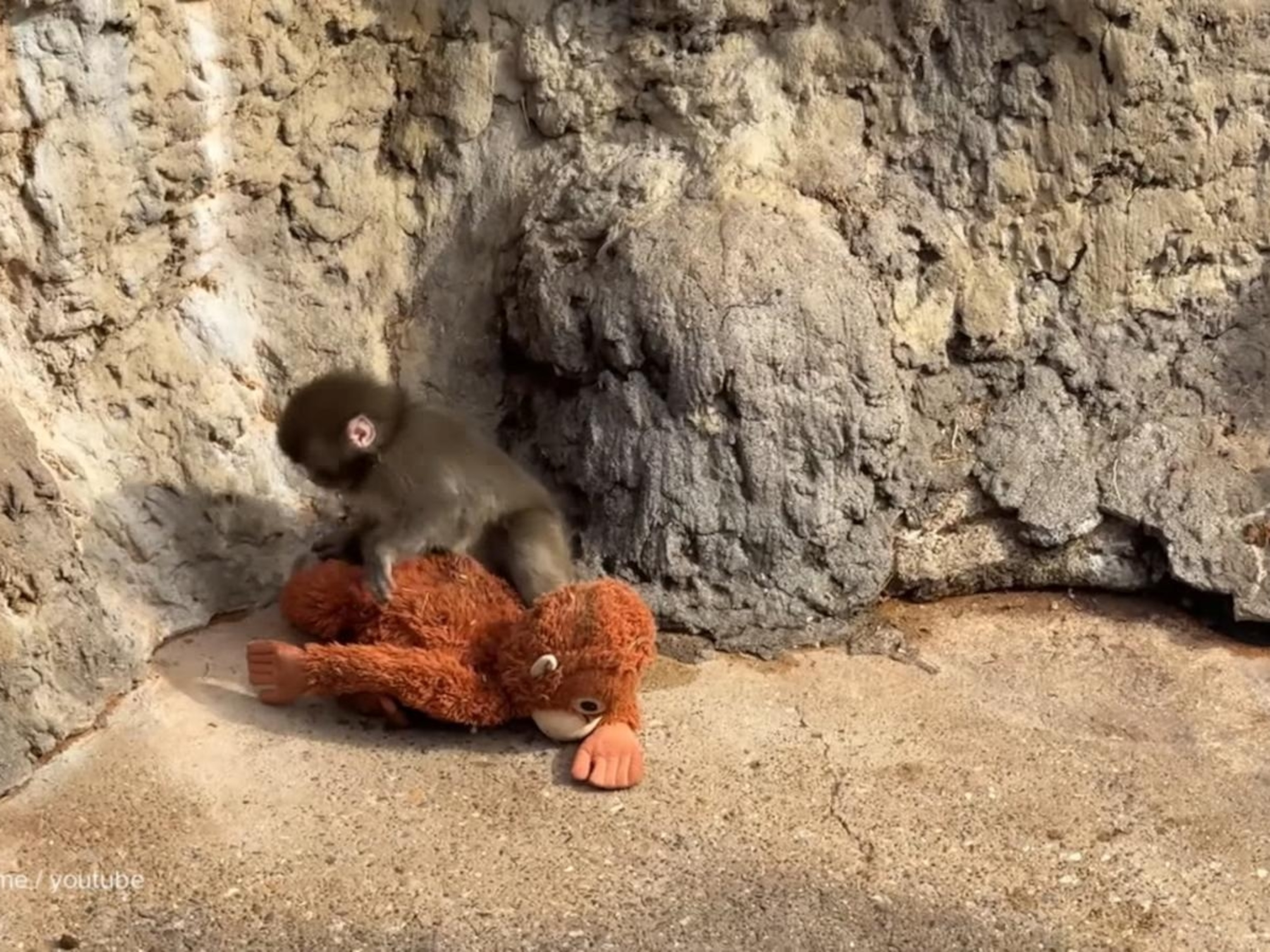 Video David Muir shares Punch the monkey update and the American