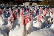 Farm Turkeys