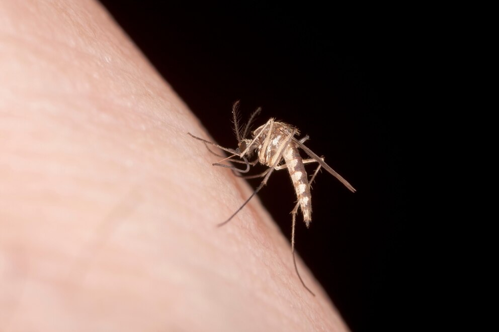 PHOTO: Biting Mosquito 