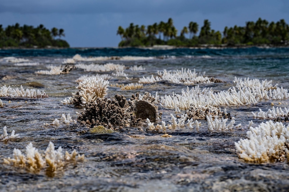 PHOTO: The Acropora corals stick out of the water because the tide is low and the wind pushes the water out of the closed lagoon on November 27, 2021 in Tatakoto, French Polynesia.
