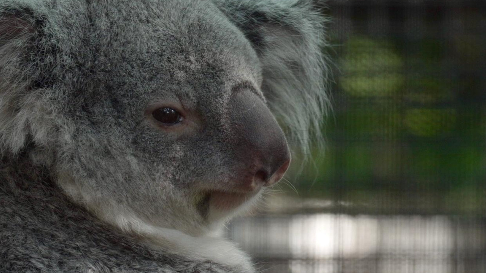 Meet the baby koala hiding in its mom’s pouch at a Florida zoo’s new Outback habitat