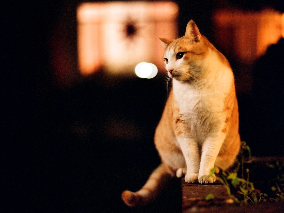PHOTO: Stock photo of a house cat sitting on a ledge.