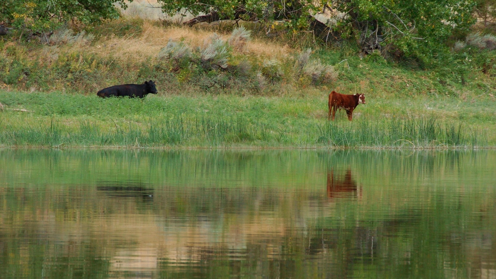  Trump administration cancels rule that made conservation a 'use' of public lands