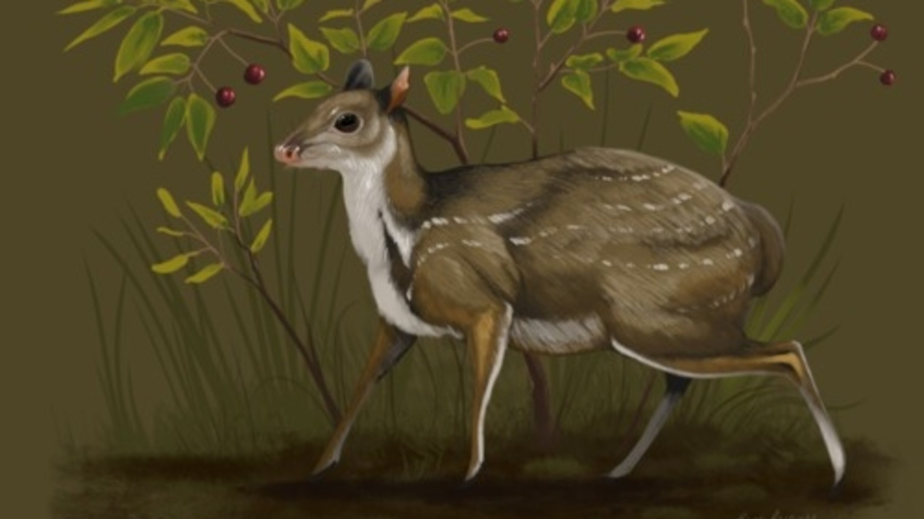New genus of tiny, hornless deer that roamed South Dakota 32