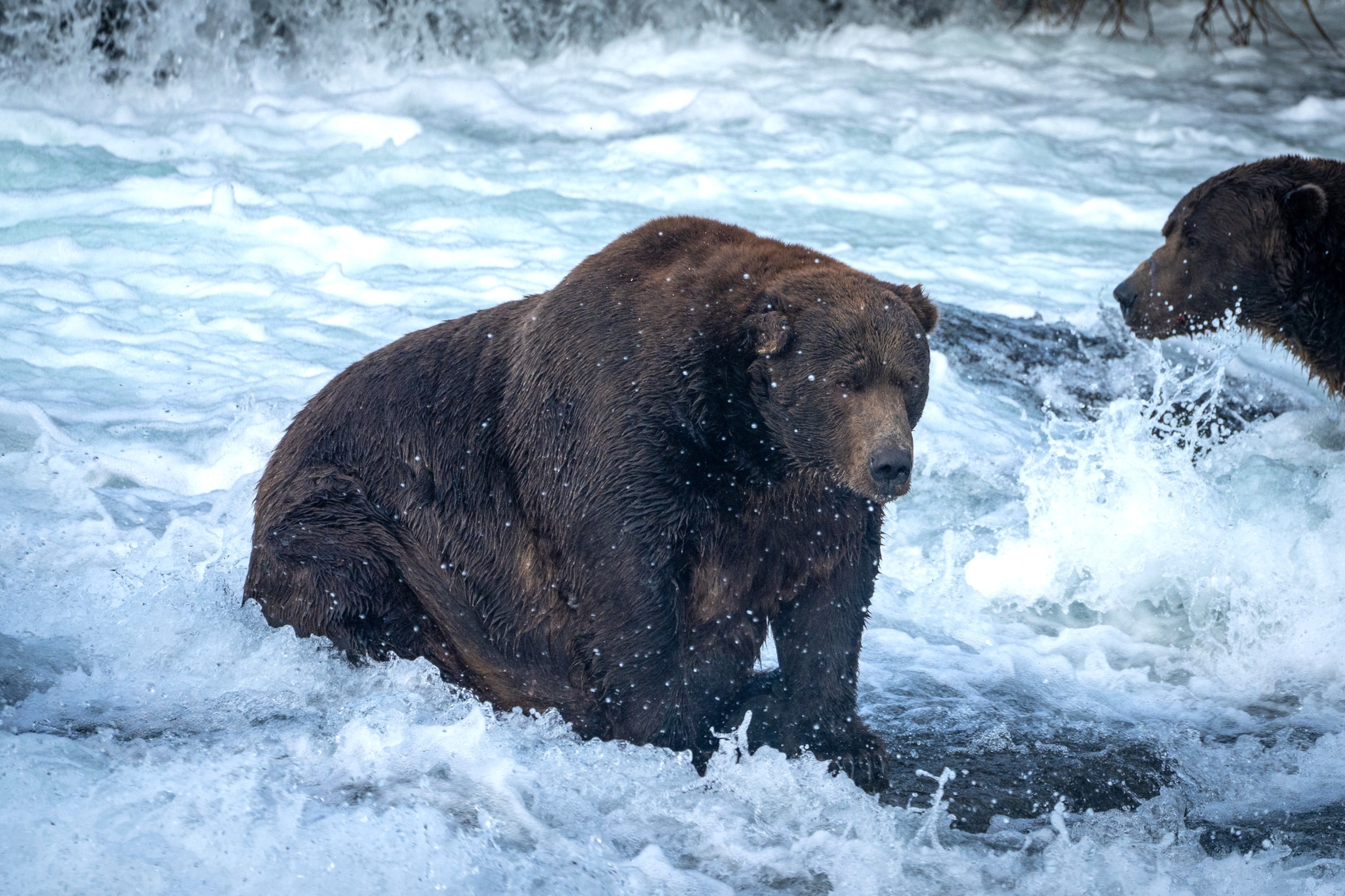 PHOTO: Bear 747, winner of Fat Bear Week 2022.