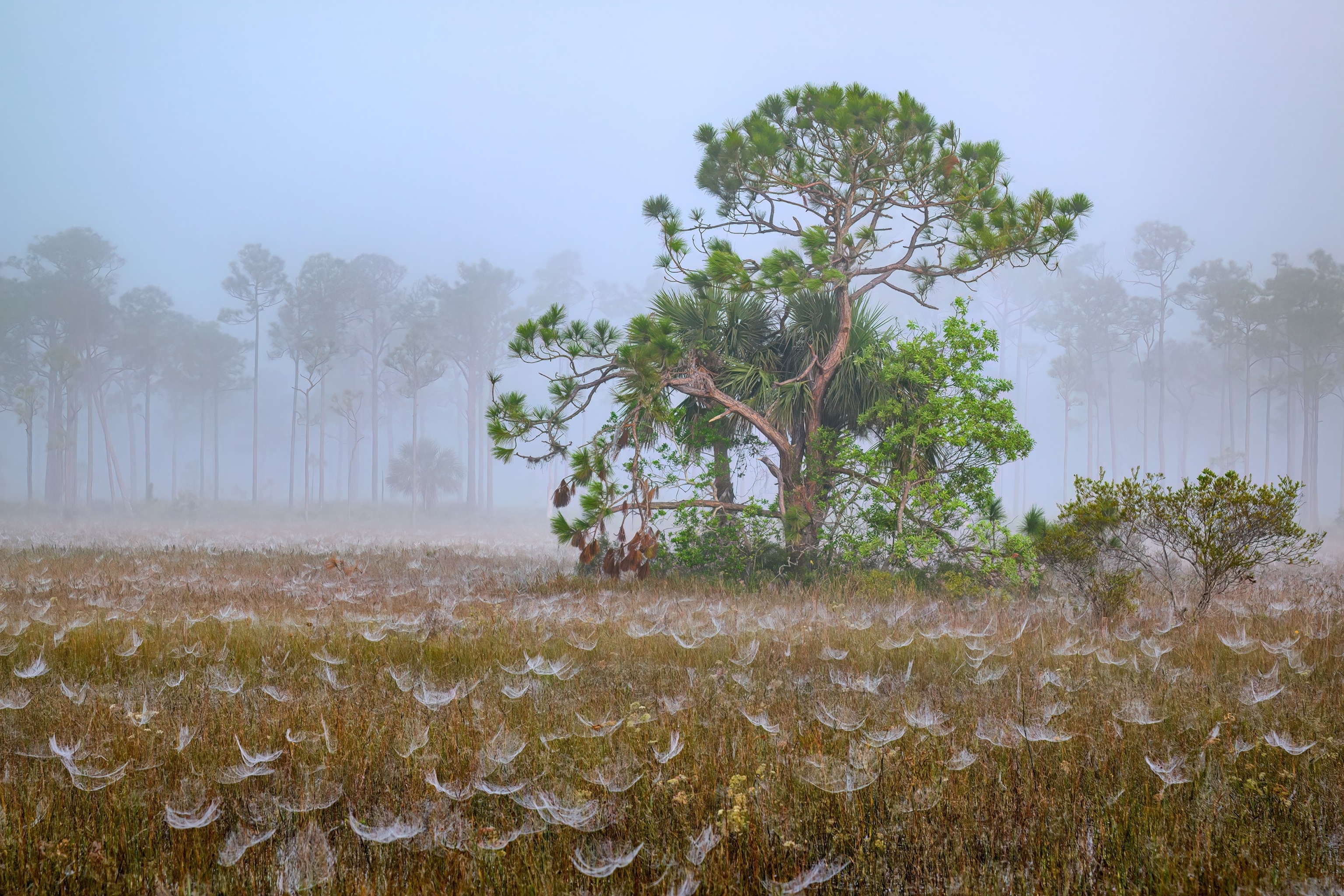 PHOTO: Marsh grass covered with spider webs on a foggy morning at Babcock Wildlife Management Area near Punta Gorda, Florida.