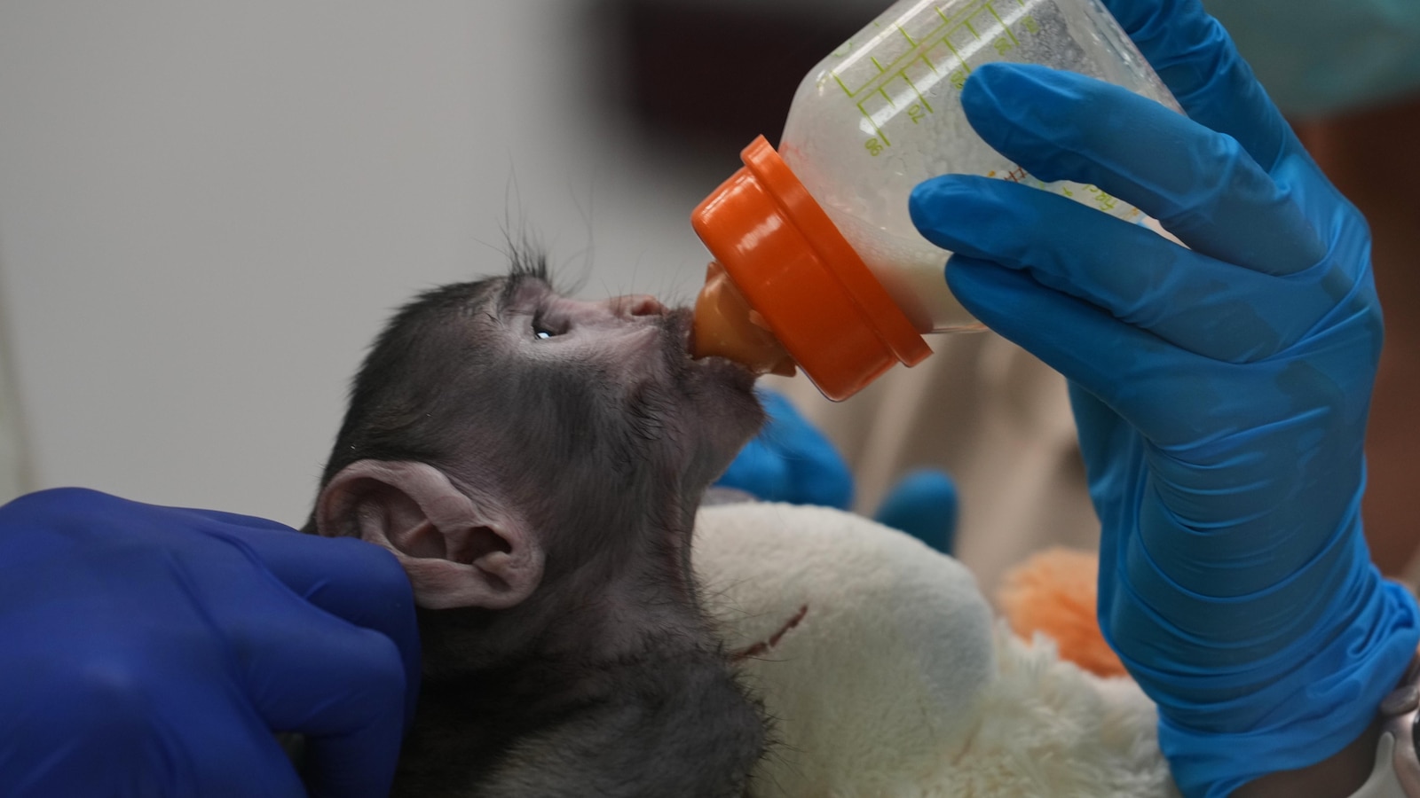 A monkey in Mexico, elections in Peru and other top photos from Latin America and the Caribbean