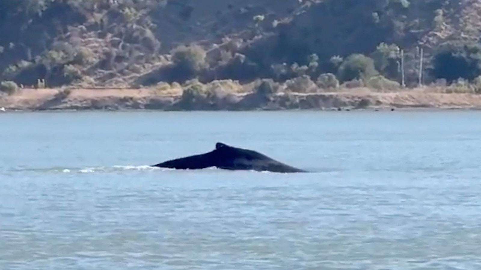 Humpback whale spotted in river dozens of miles from ocean in Northern California