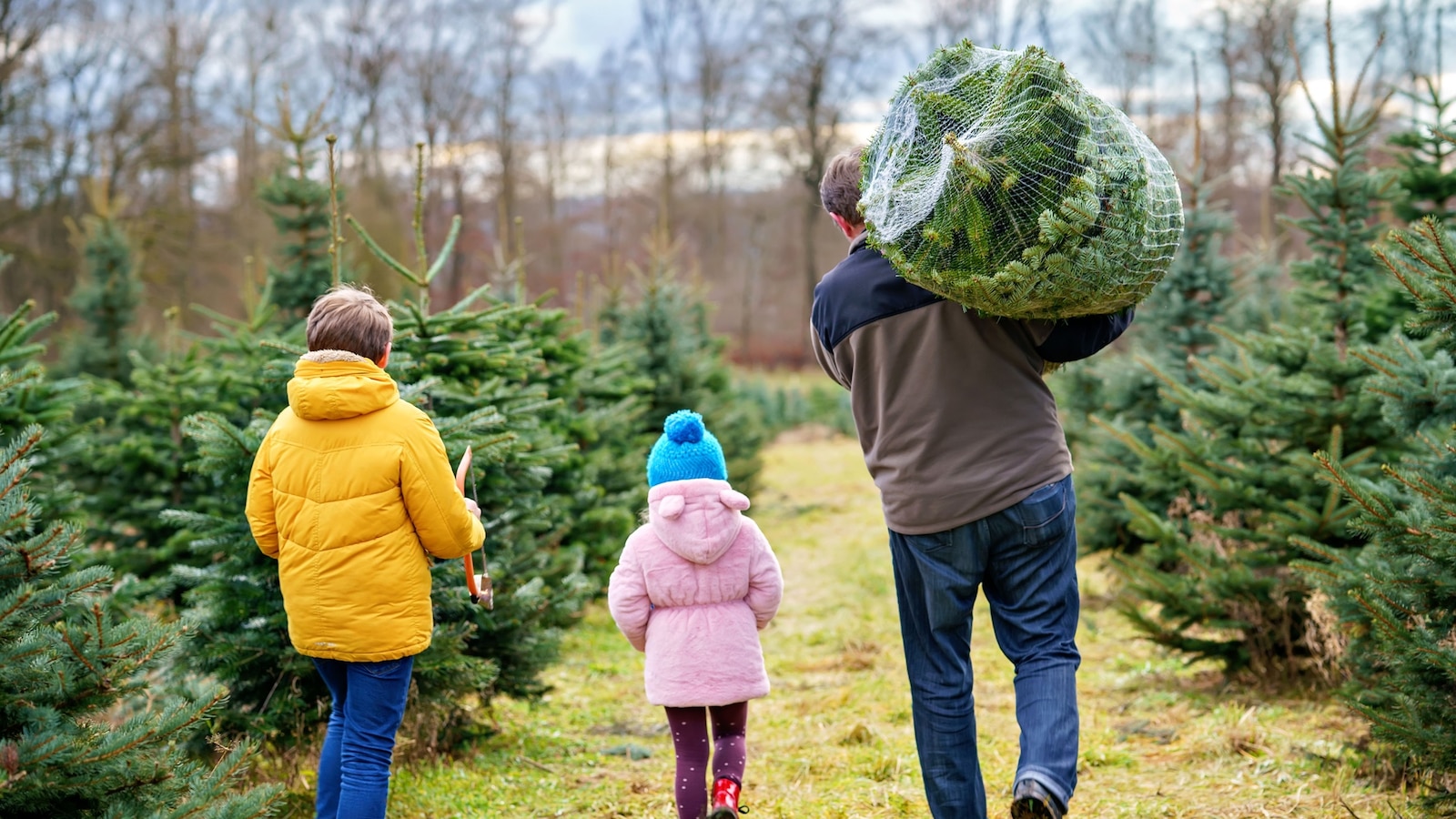 Christmas tree pricing: Experts say this may be the year to buy a real ...