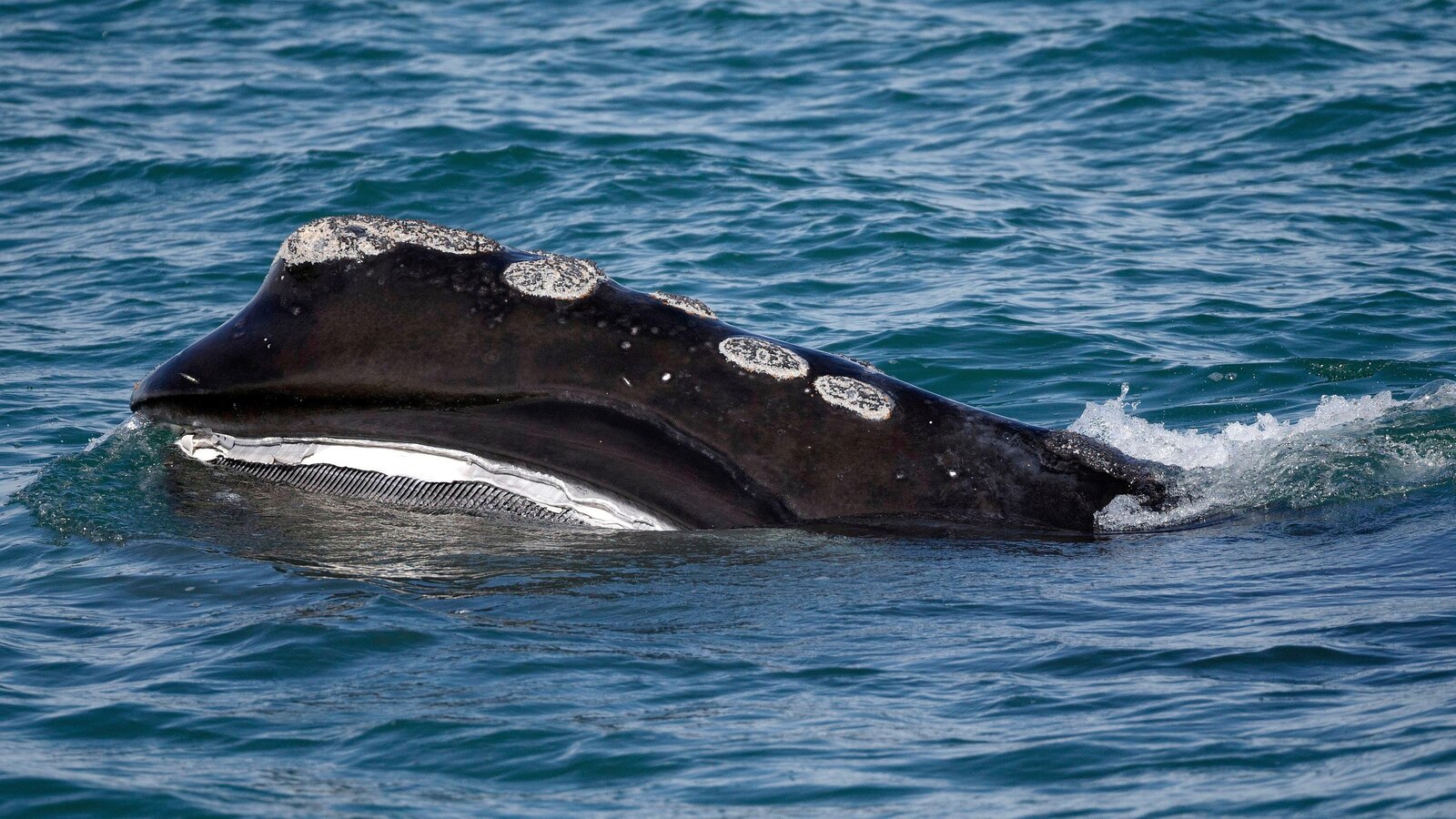 A rare whale is having an encouraging season for births. Scientists warn it might still go extinct