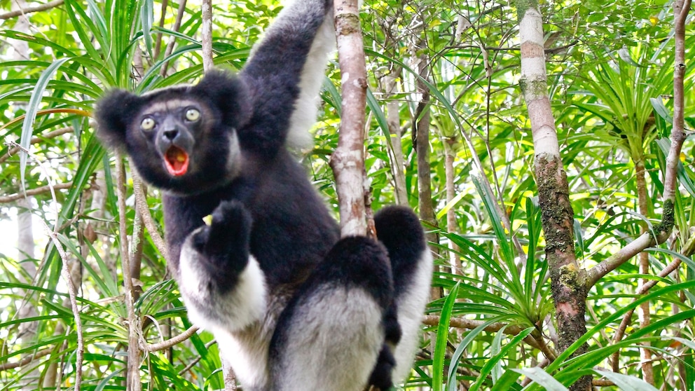 In a new study published in the journal PLOS Computational Biology, researchers found that wild lemurs use a similar technique as opera singers when projecting high notes.
