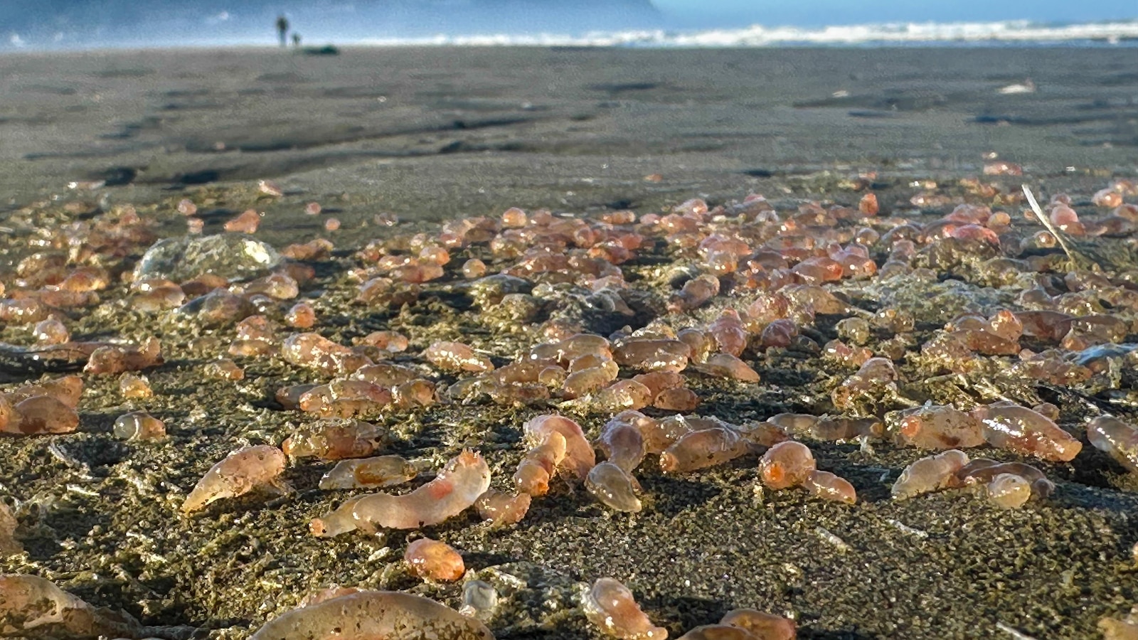 Sea cucumbers wash ashore by the thousands