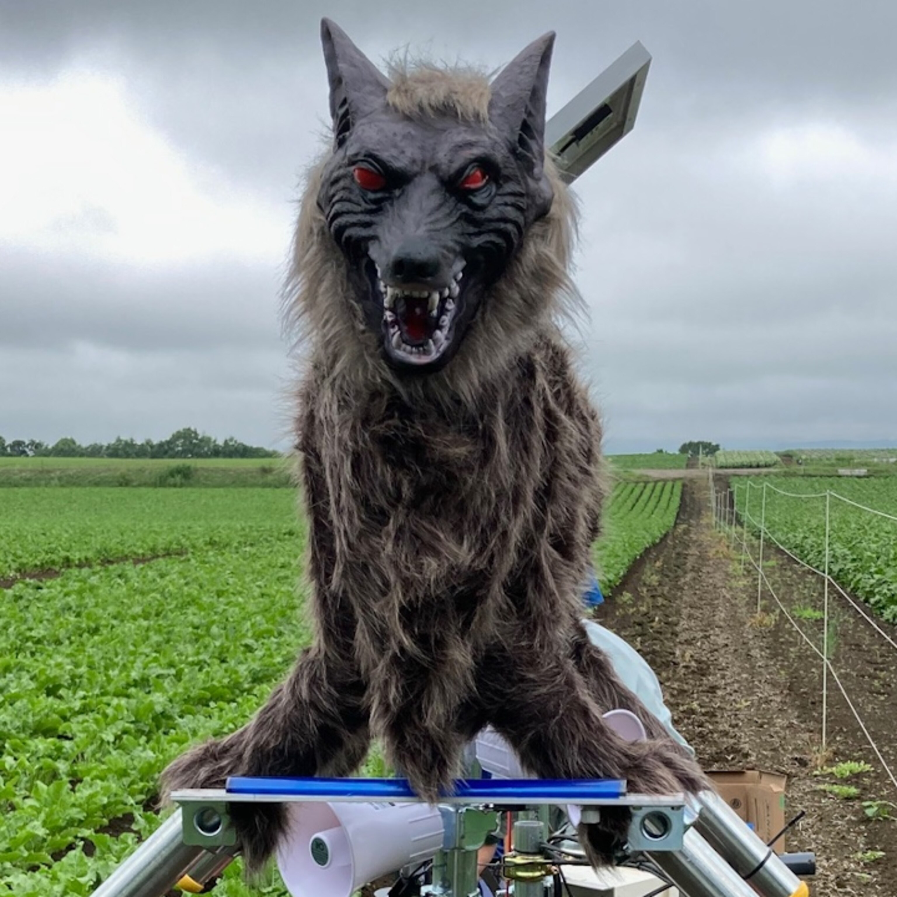 Video 'Monster Wolf' aims to spook Japan's wildlife problem away