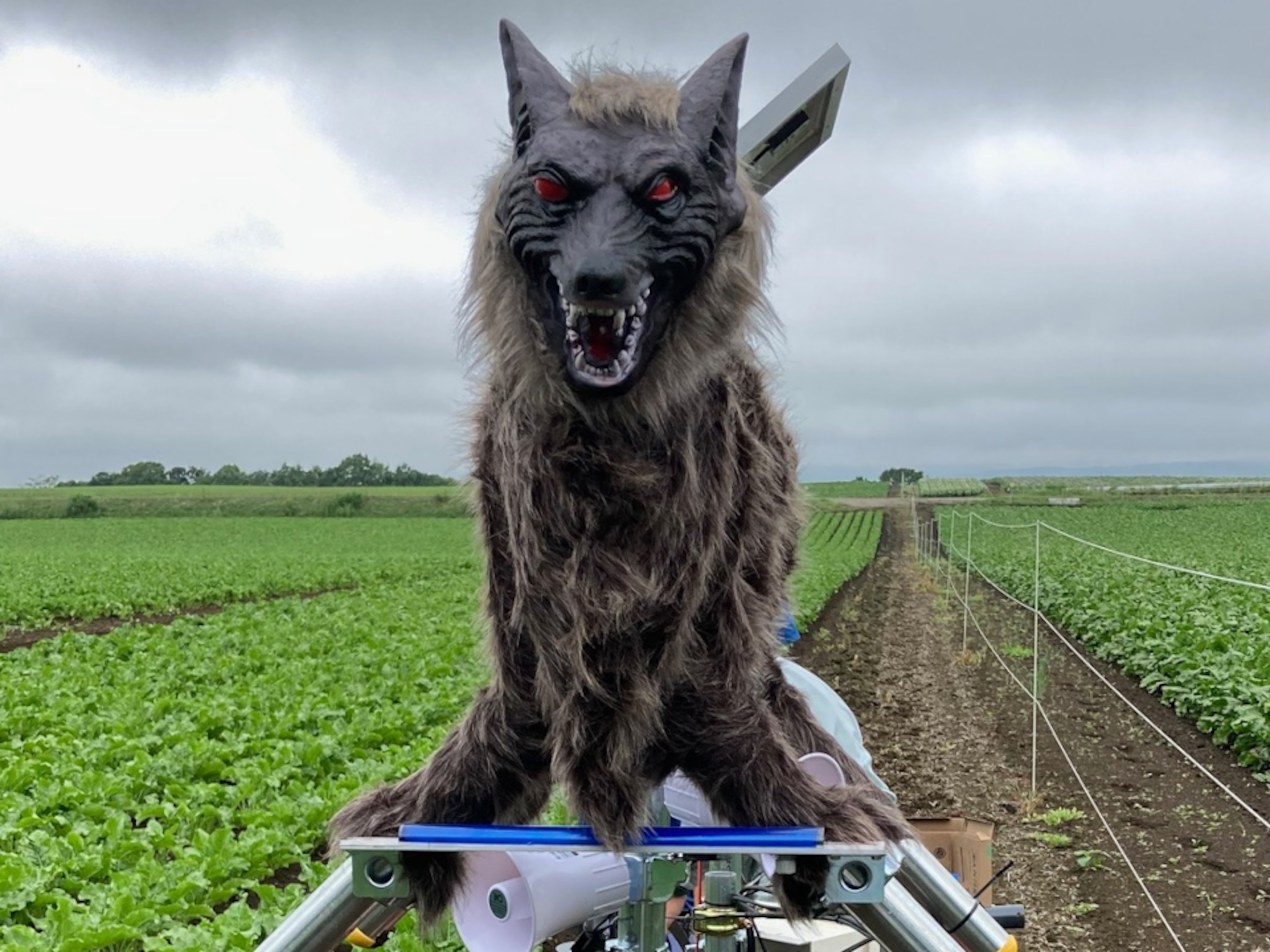 Video 'Monster Wolf' aims to spook Japan's wildlife problem away