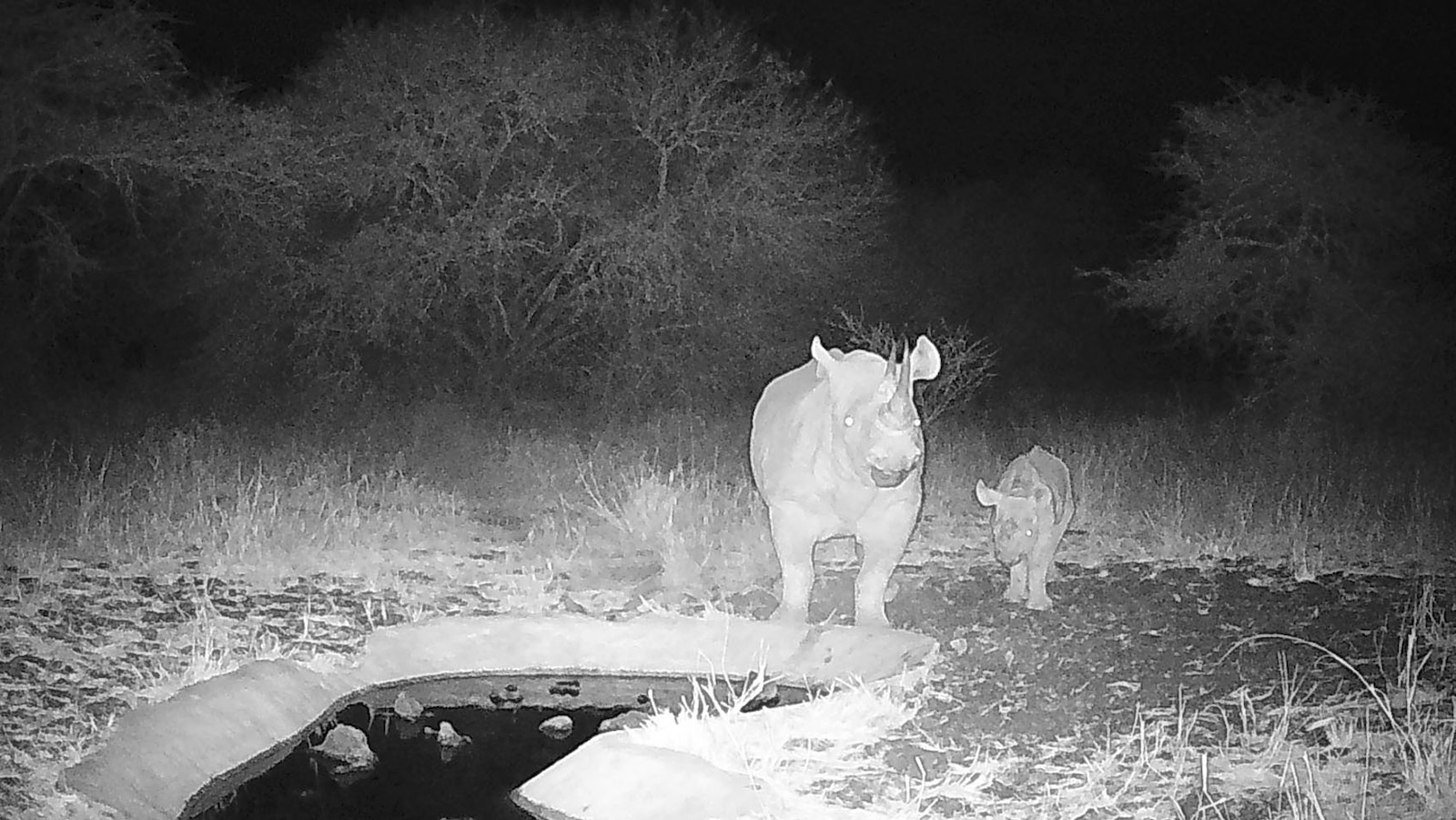 Is This the Comeback Story of the Eastern Black Rhino? One Tiny Calf Could Save a Species