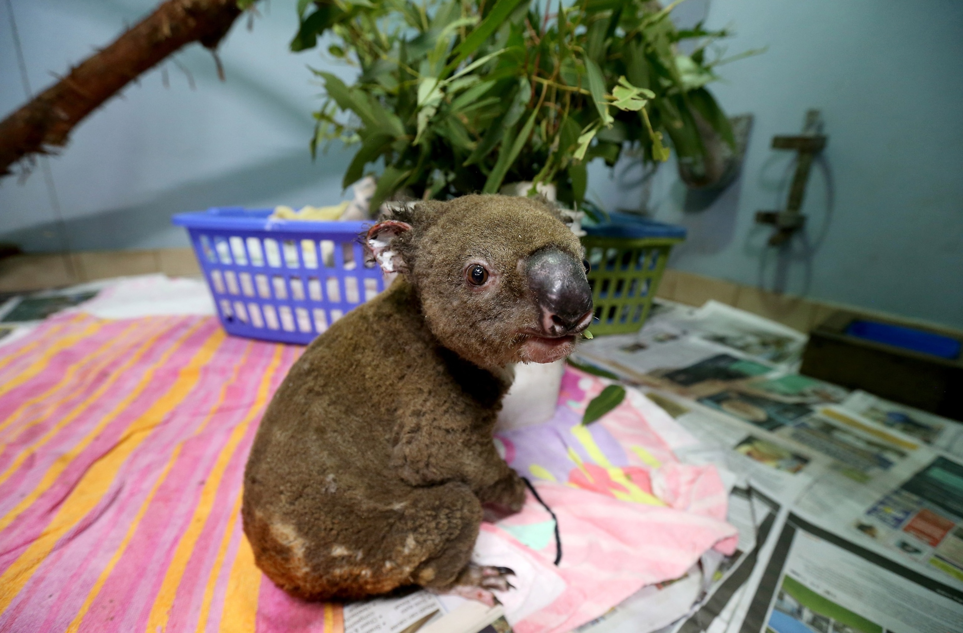 PHOTO: In this Nov. 29, 2019, file photo, a koala named Paul recovers from his burns in the ICU at The Port Macquarie Koala Hospital in Port Macquarie, Australia. 