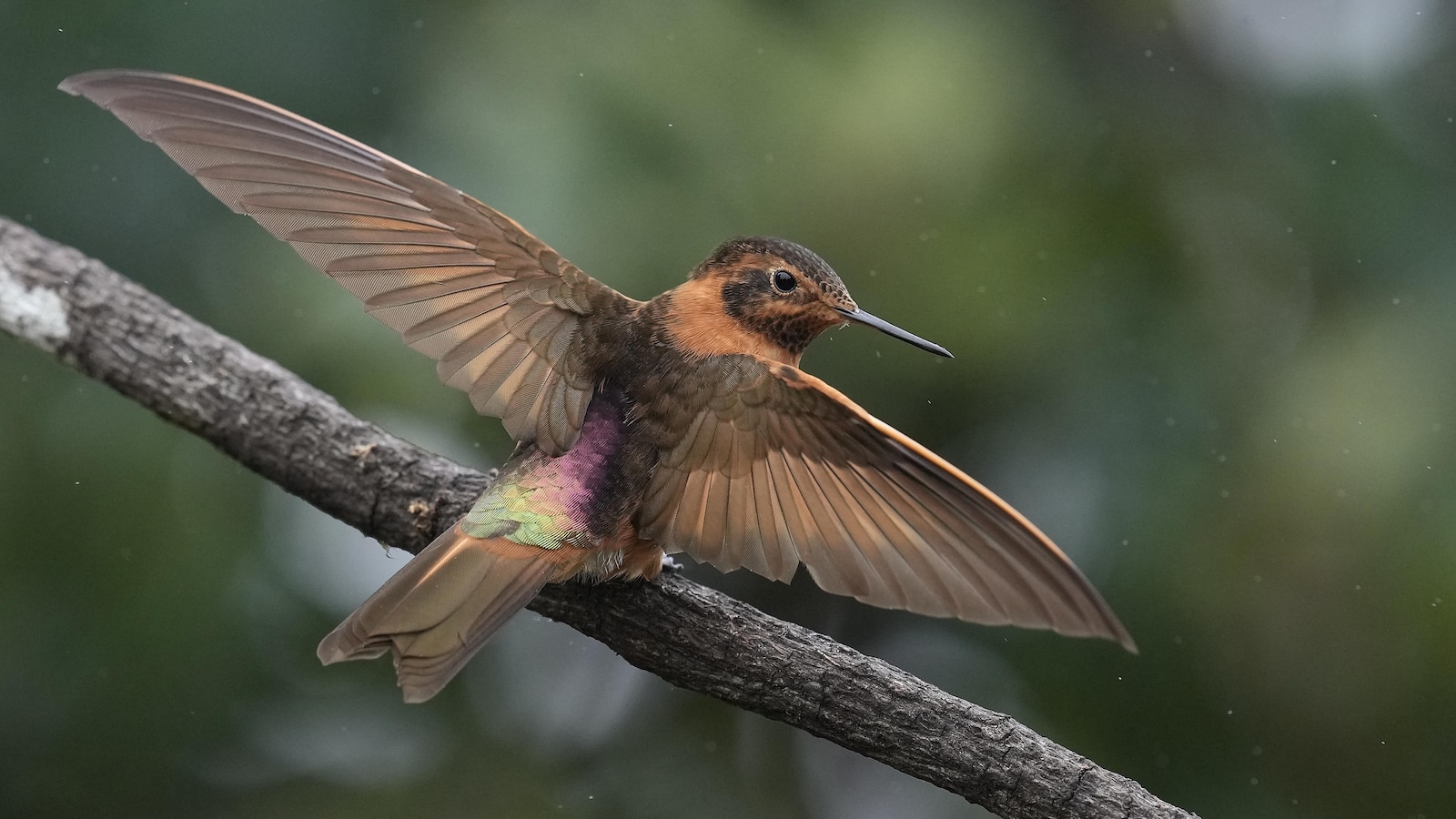 Резерватът Янакоча в Еквадорските Анди е последното убежище за малко