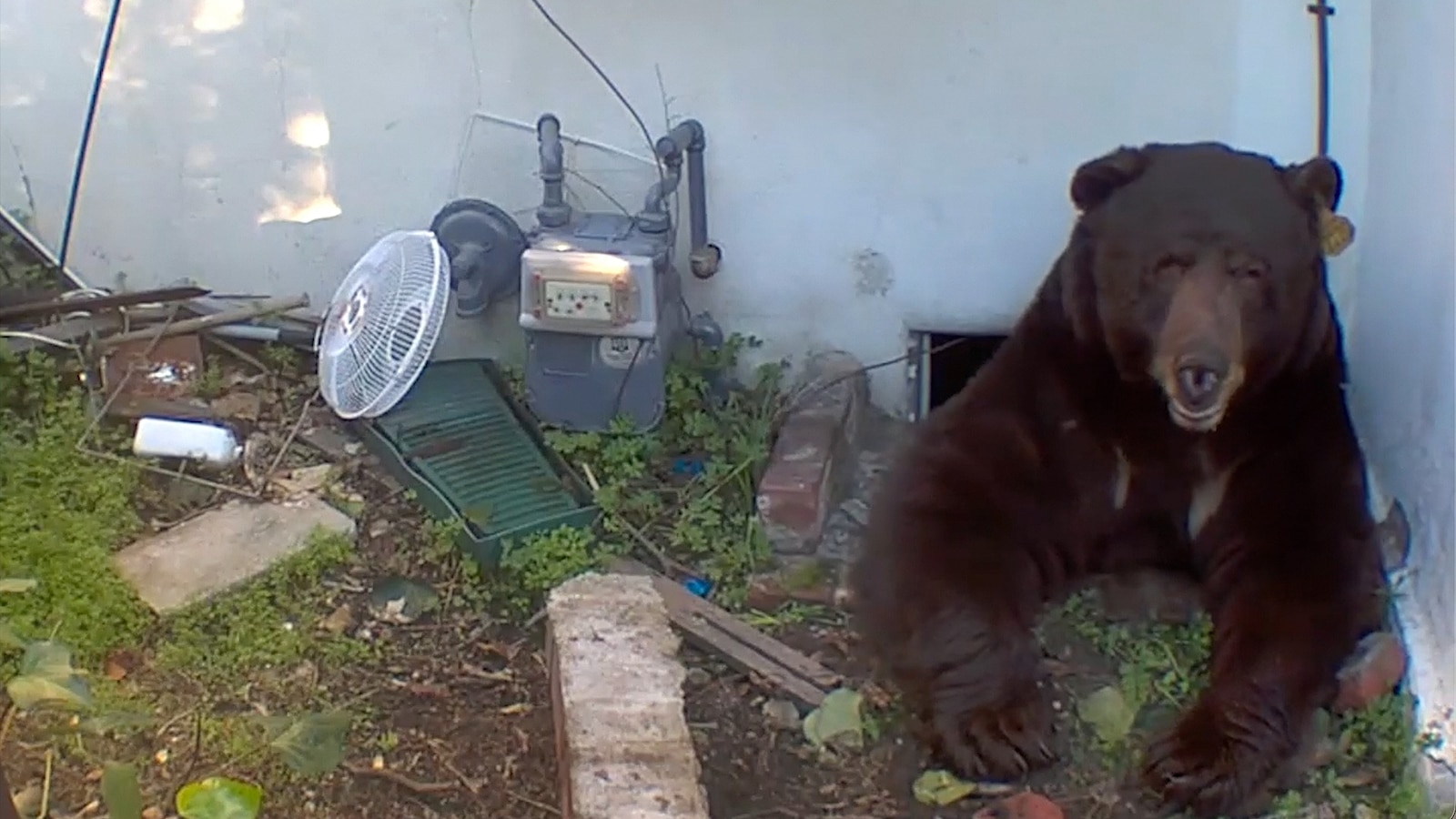 California homeowner says 550-pound black bear is living under his house
