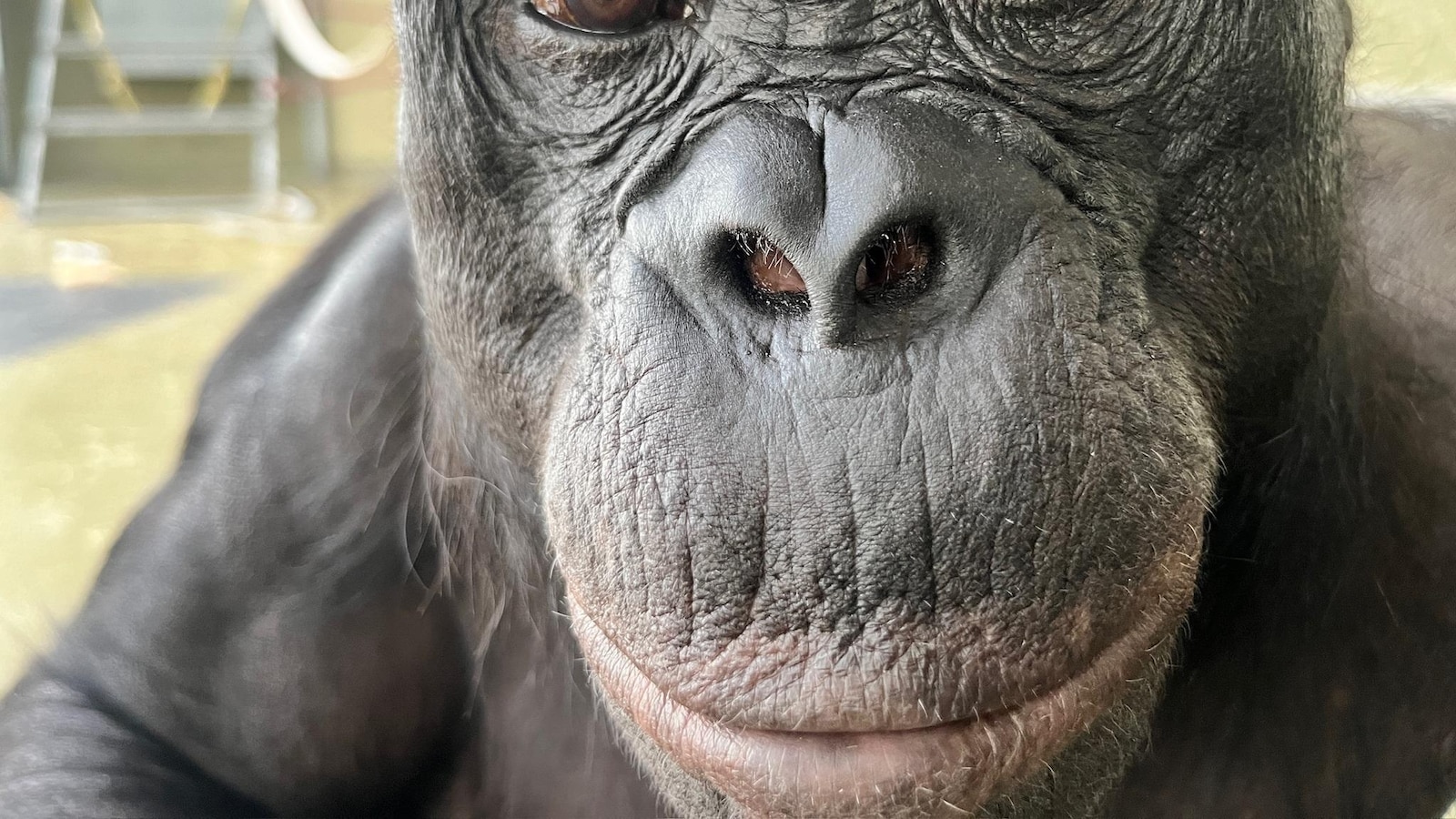 Can apes play pretend? Scientists use an imaginary tea party to find out