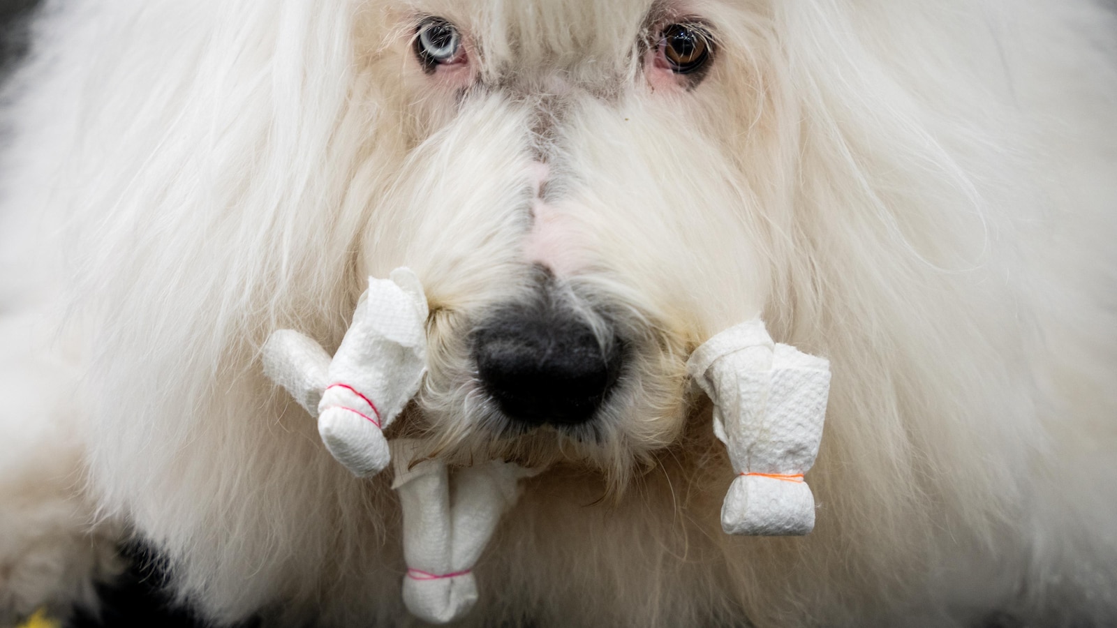 Foto de la exposición canina de Westminster