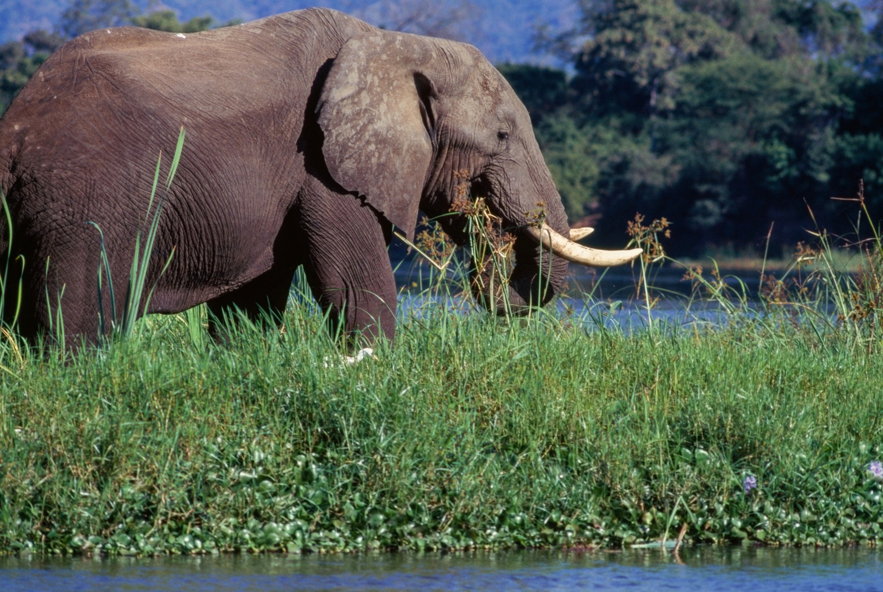 FOTO: Elefant am Ufer des Sambesi, Lower Zambezi National Park, Sambia.