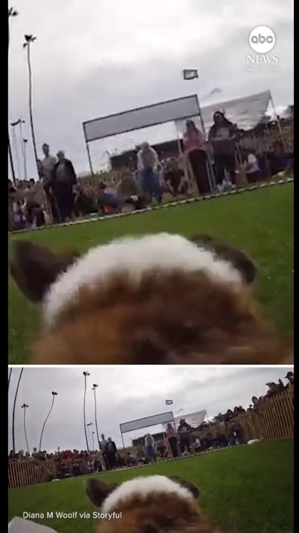 Video You're a corgi in a national race