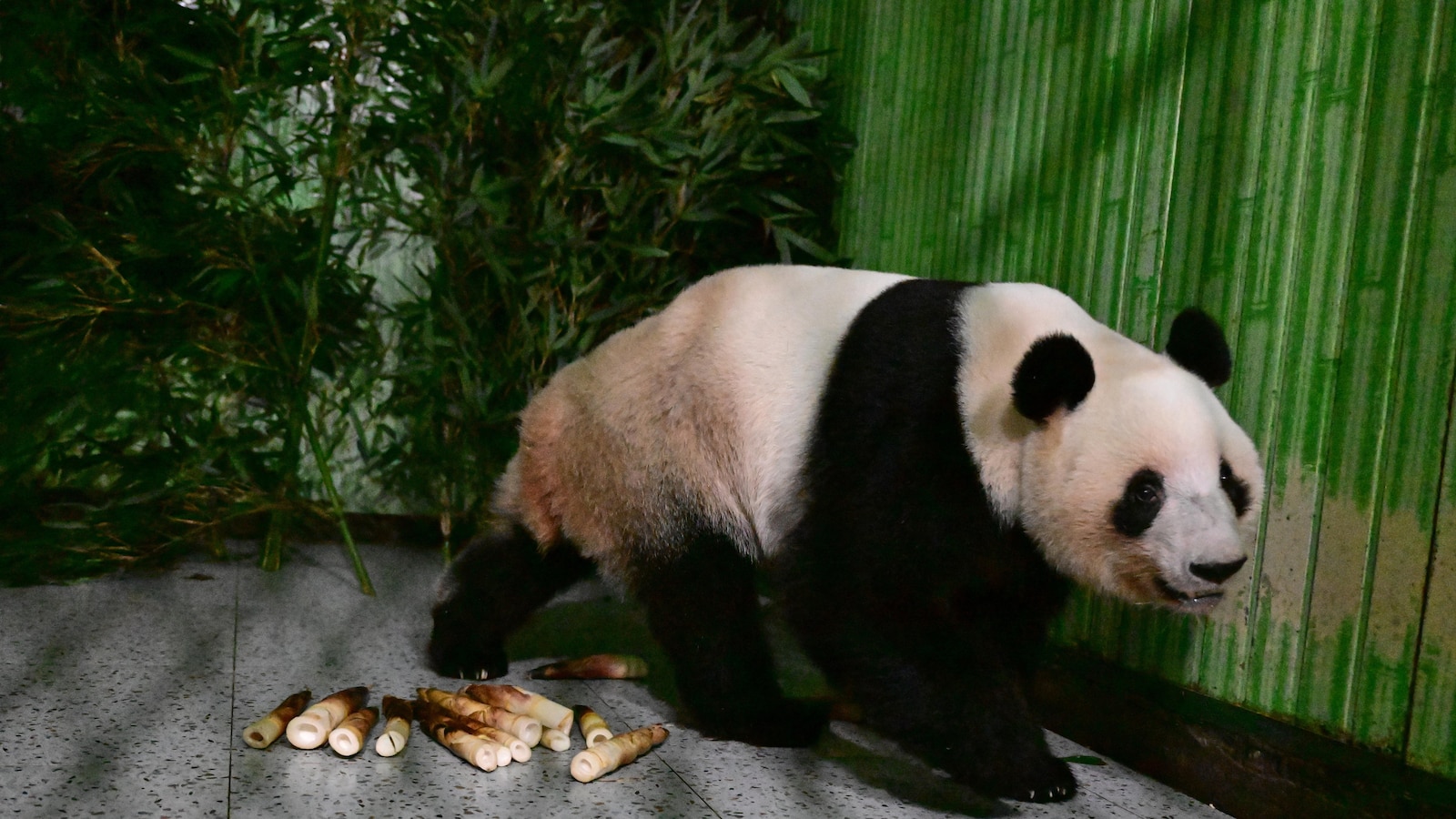 Japan's last pair of pandas have arrived back in China