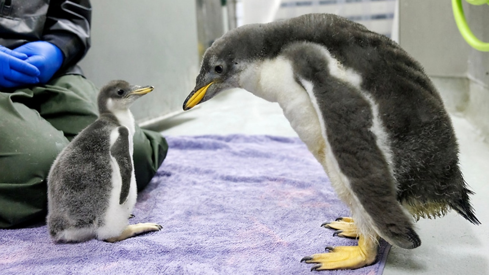 Penguin parents Blue and Flower welcomed a second Gentoo penguin chick, contributing to what the Tennessee Aquarium is calling a summertime penguin baby boom. <