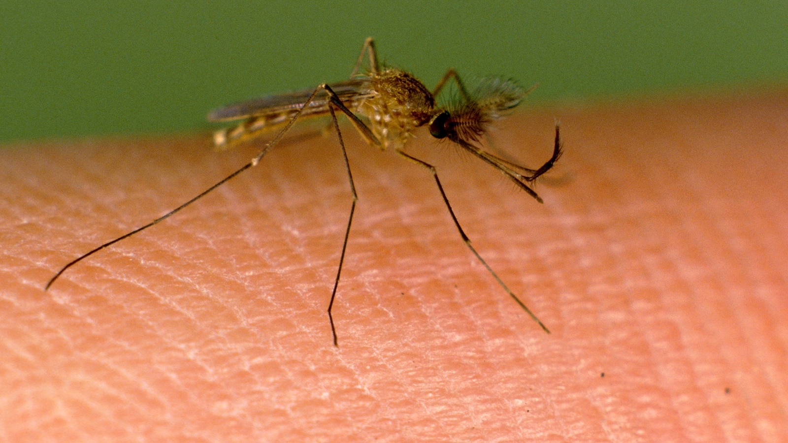 New Hampshire resident dies after testing positive for EEEV in state's