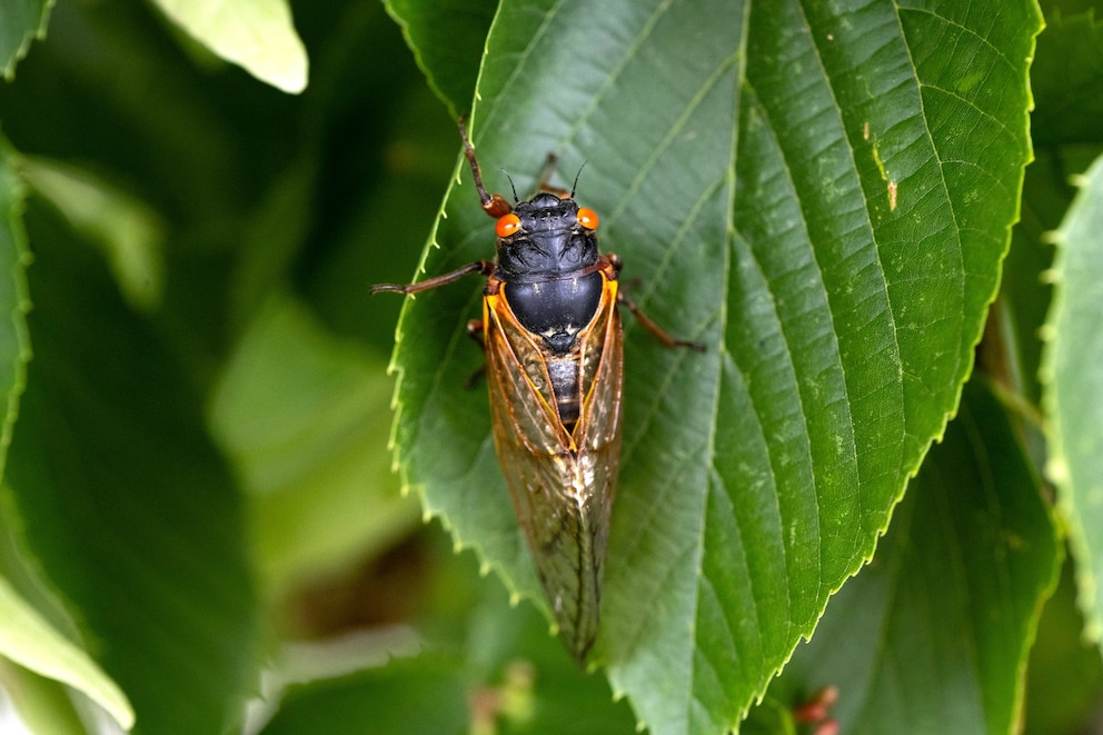 PHOTO: In this May 29, 2024, file photo, a cicada from a 17-year cicada brood clings to a leaf in Park Ridge, Illinois. 