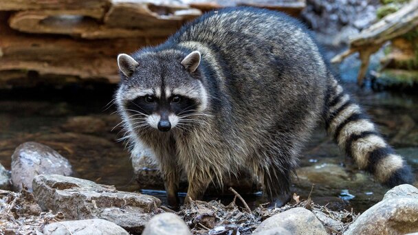 Pet Raccoon