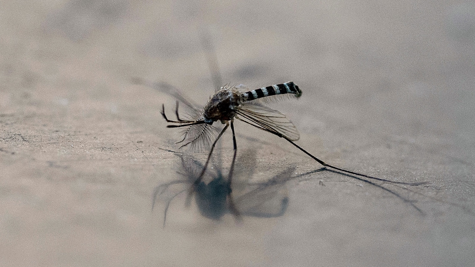 Invasive species of disease-carrying mosquito continues to spread in Northern California
