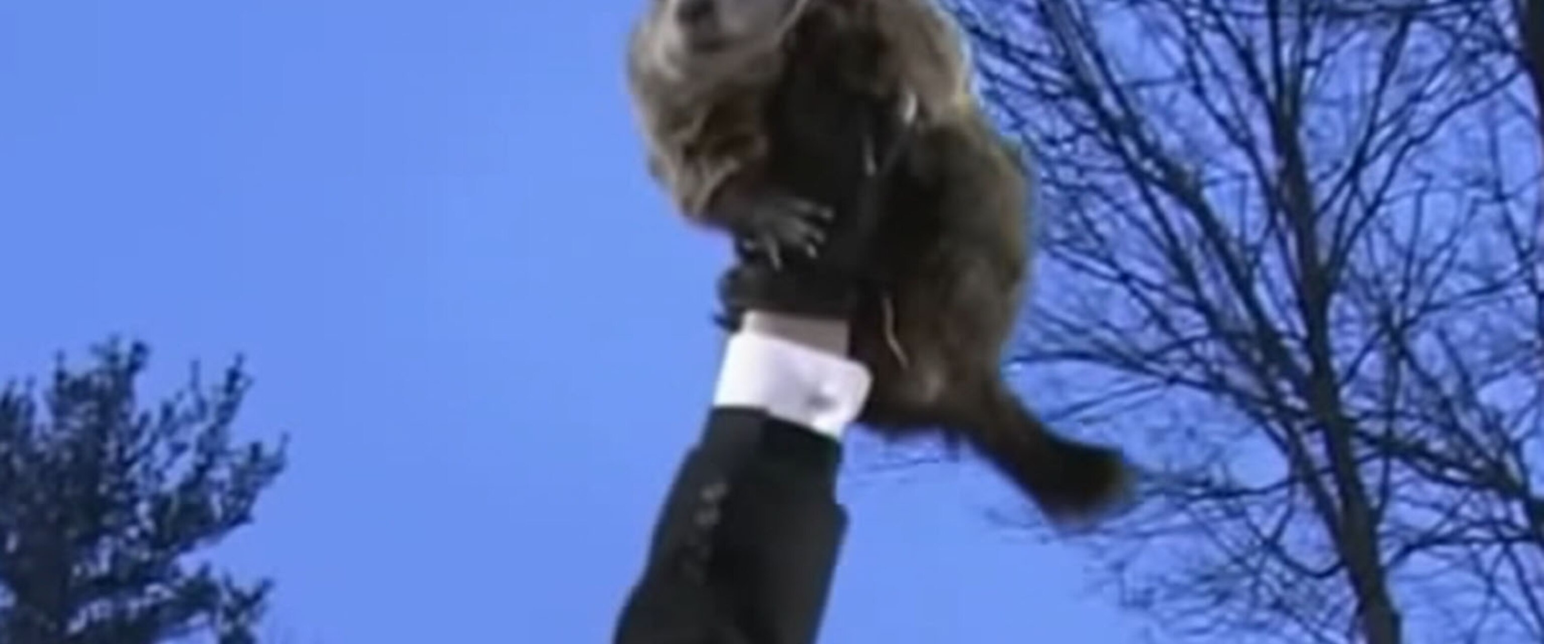 Punxsutawney Phil and partner Phyllis welcome 2 newborn groundhogs - ABC  News