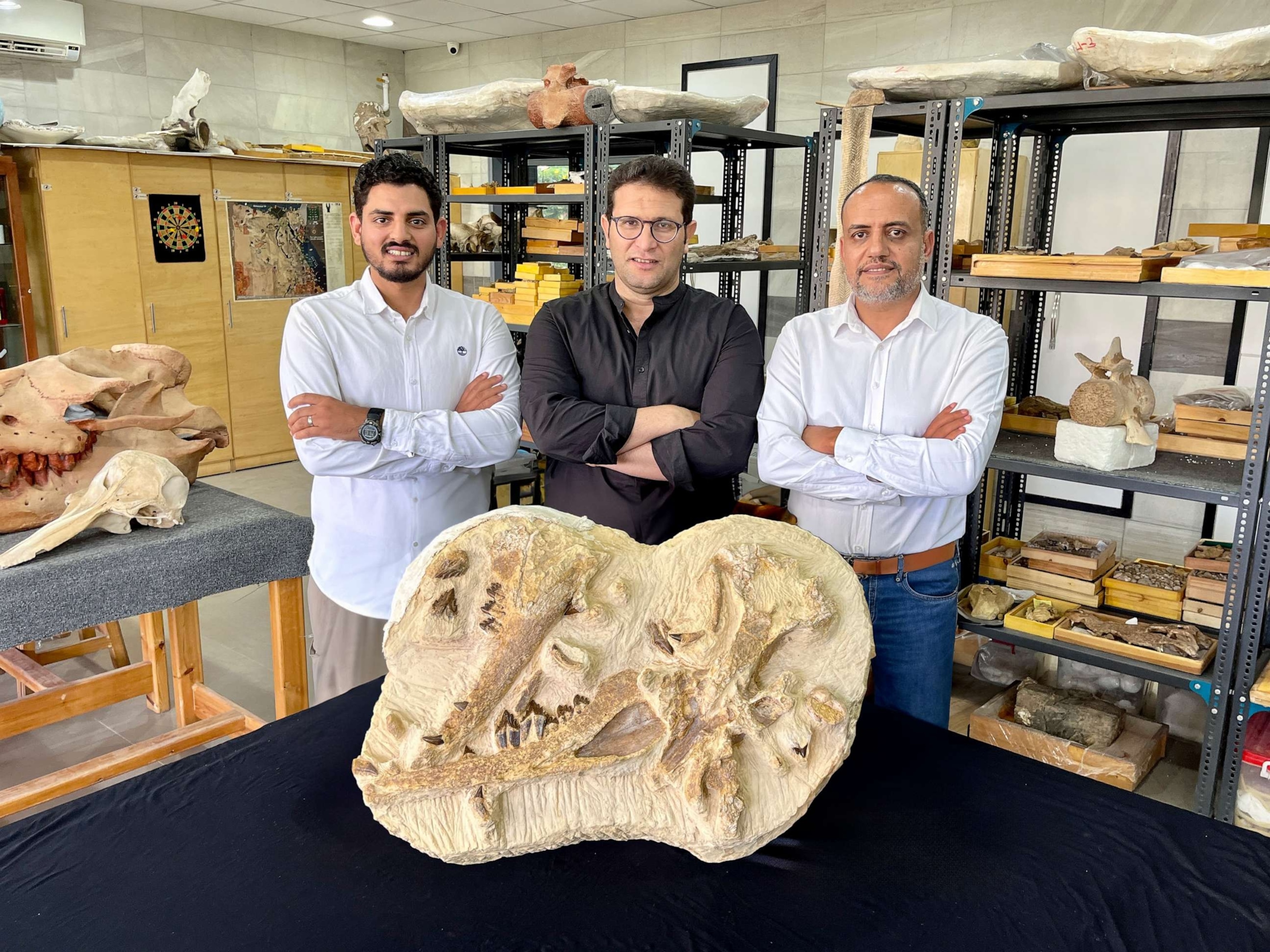 PHOTO: The Egyptian paleontologists Abdullah Gohar, Mohamed Sameh, and Hesham Sallam (from left) stand next to the holotype fossils of the newly identified basilosaurid whale, Tutcetus rayanensis, at Mansoura University Vertebrate Paleontology Center.