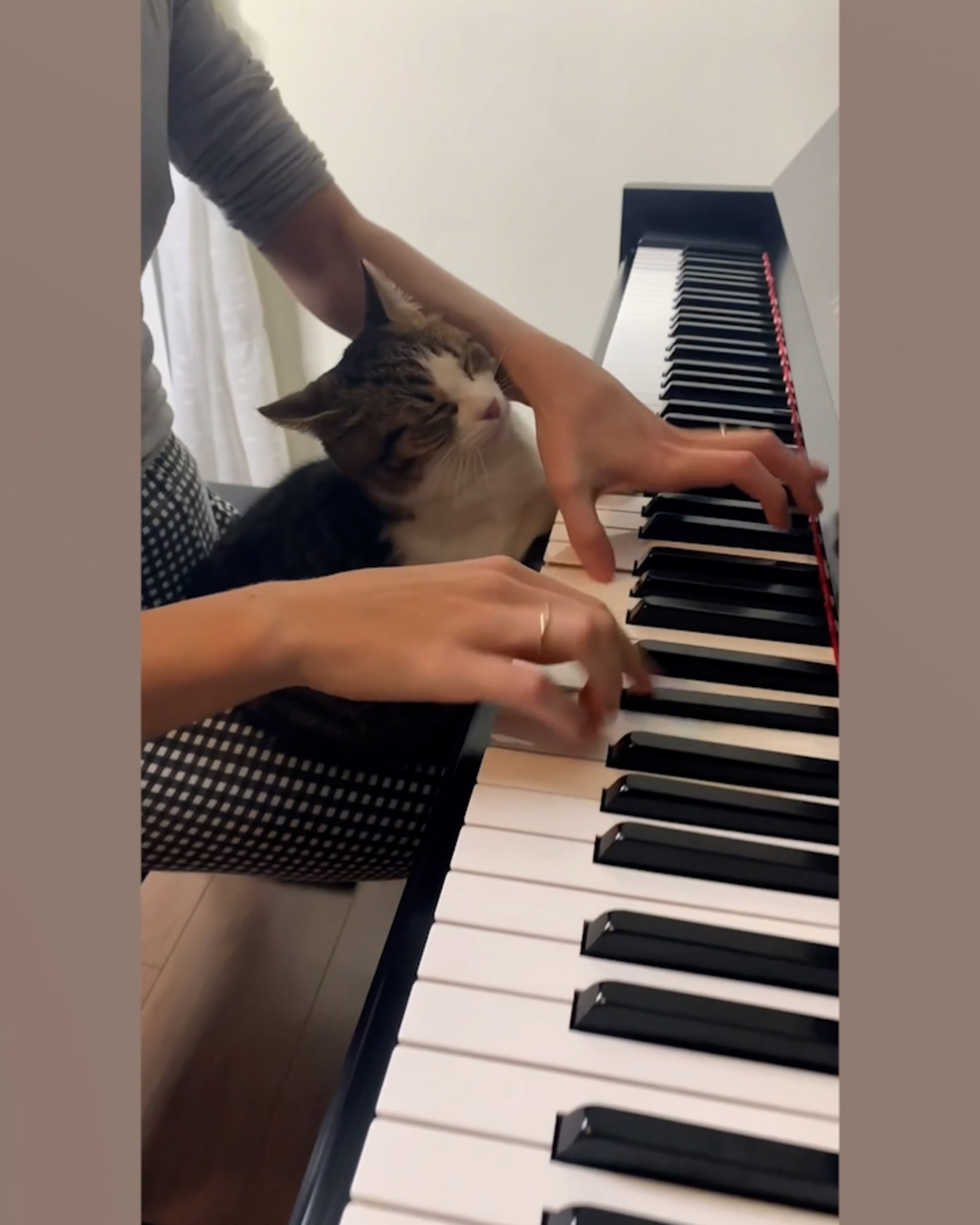 241228_gma_digital_1_catpiano_