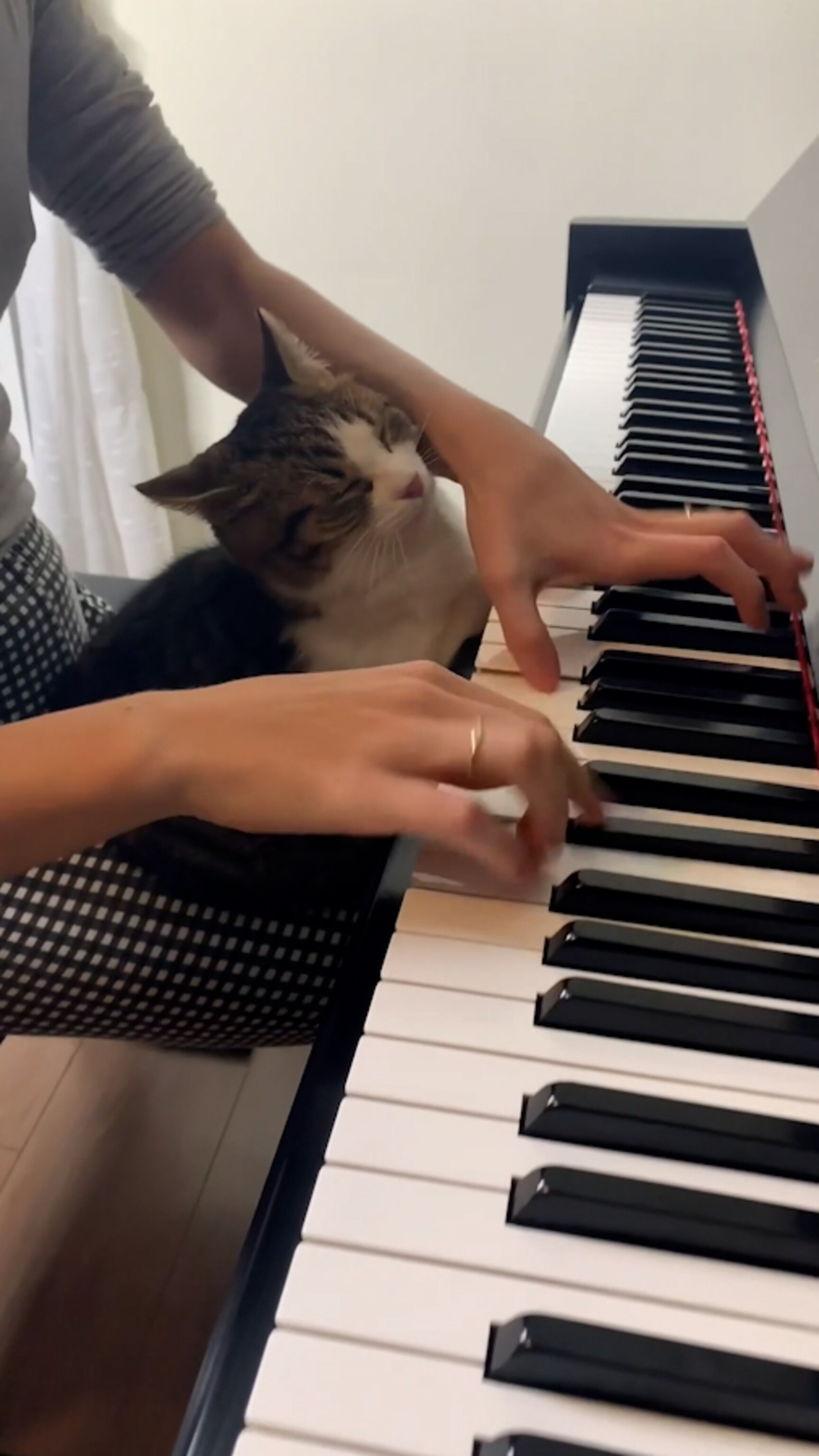 Video This cat is entranced by her owner's piano talent - ABC News