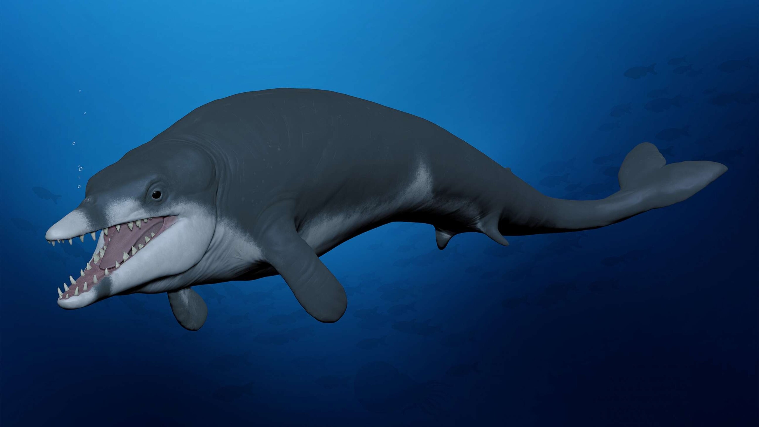 [美品] Polyphonic Whale Scientists discover new species of miniature ancient whale that