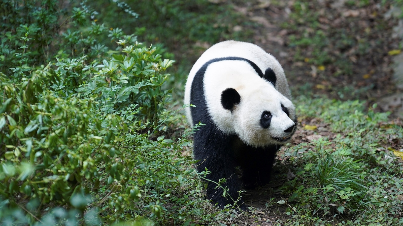 Two pandas from China, named Ping-Ping and Fu Shang, are heading to Zoo Atlanta, Chinese President Xi says.
