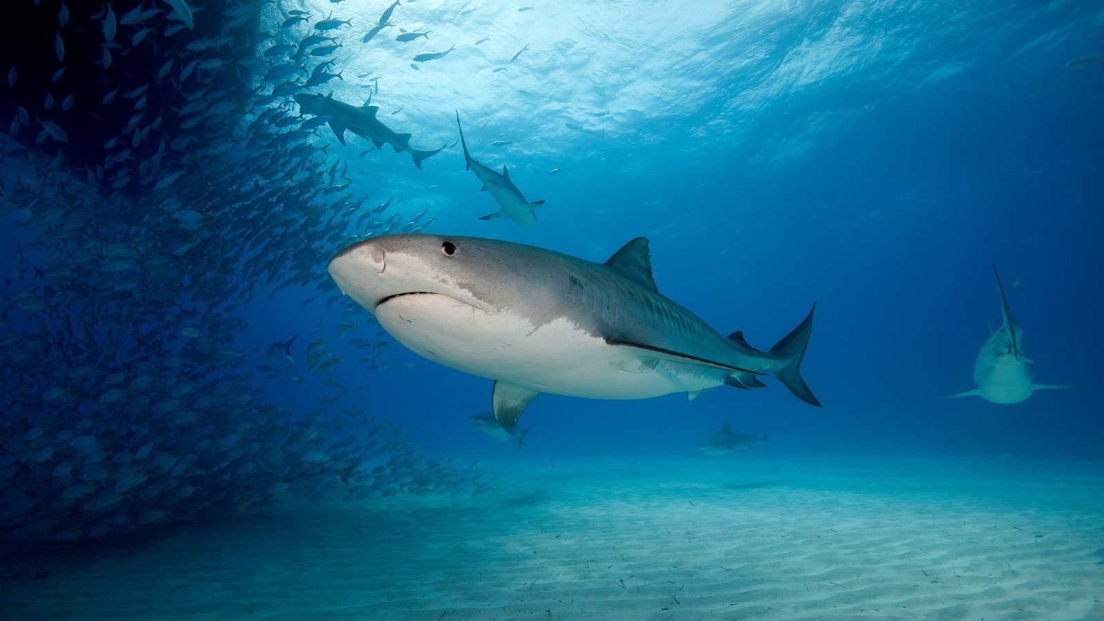 A New Jersey mayor is warning residents about the dangers caused by fishermen chumming the waters off the Jersey Shore, luring sharks close to areas frequented 