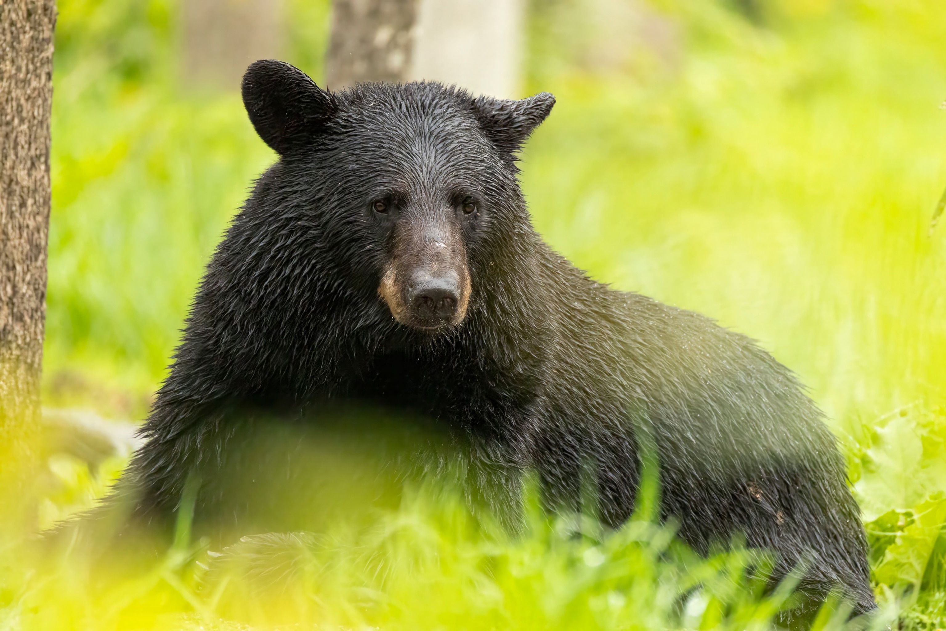 PHOTO: A Black Bear in an undated stock photo.